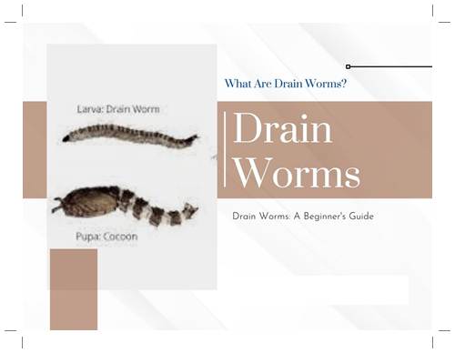 Drain Worms A Beginner's Guide